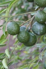            Immature fruit (Riverside, CA)   