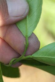              Petiole (Riverside, CA)       