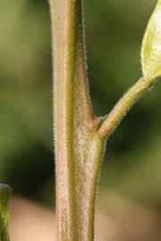              First year twig of  Citrus miaray     (Miaray, Riverside, CA)       