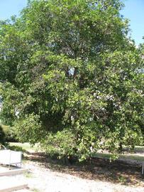            Habit (Winter Haven, FL)   