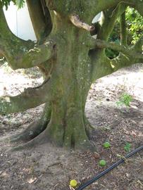            Bark (Winter Haven, FL)   