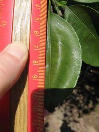              Unifoliolate leaf (Winter Haven, FL)       