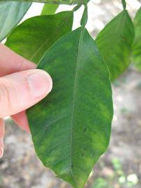            Unifoliolate leaf of  Citrus neoaurantium        (Tosu, Winter Haven, FL)   