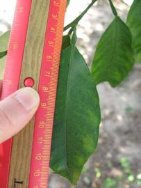              Unifoliolate leaf (Winter Haven, FL)       