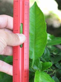              Unifoliolate leaf (Winter Haven, FL)       