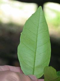              Margin (Winter Haven, FL)       