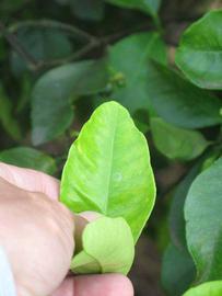              Margin (Winter Haven, FL)       