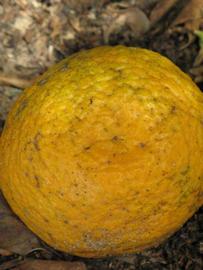            Fruit (Winter Haven, FL)   