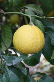              Fruit (Riverside, CA)       