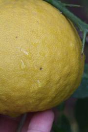              Fruit (Riverside, CA)       