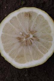              Fruit cross-section (Riverside, CA)       