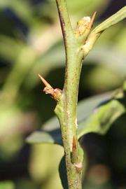            First year twig (Riverside, CA)   