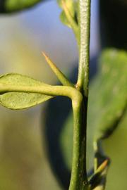              First year twig (Riverside, CA)       