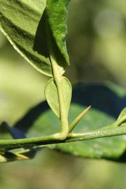              Petiole (Riverside, CA)       