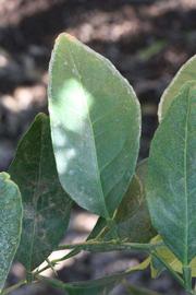            Unifoliolate leaf of  Citrus pennivesiculata            (Moï, Riverside,   CA)   
