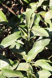              Sun leaves (Riverside, CA)       