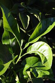              Sun leaves (Riverside, CA)       