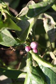              Flower (Riverside, CA)       