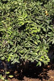            Habit (Riverside, CA)   