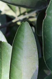              Margin (Riverside, CA)       