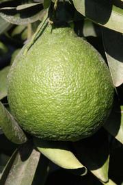            Immature fruit (Riverside, CA)   