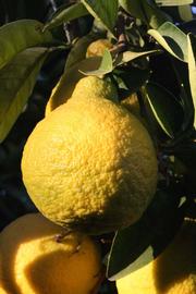            Fruit (Riverside, CA)   