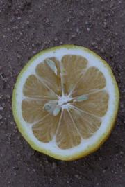            Fruit cross-section (Riverside, CA)   