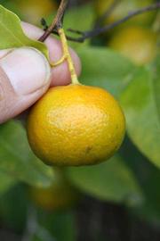            Fruit (Winter Haven, FL)   