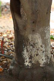            Bark (Riverside, CA)   