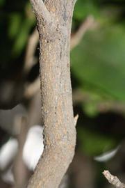              Second - third year twig (Riverside, CA)       