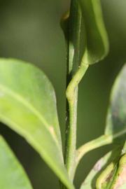            First year twig (Riverside, CA)   