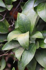              Sun leaves (Riverside, CA)       