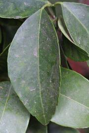            Unifoliolate leaf (Riverside, CA)   