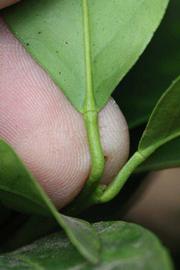              Petiole (Riverside, CA)       