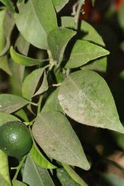              Shade leaves (Riverside, CA)       