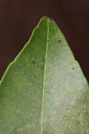              Margin (Riverside, CA)       