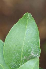              Margin (Riverside, CA)       