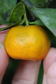              Fruit (Riverside, CA)       