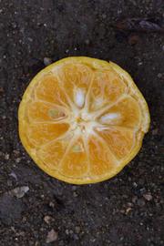              Fruit cross-section (Riverside, CA)       