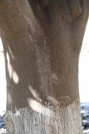              Bark (Riverside, CA)       