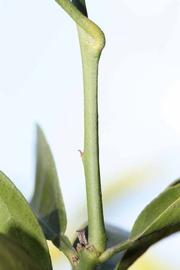              First year twig (Riverside, CA)       