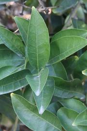              Shade leaves (Riverside, CA)       