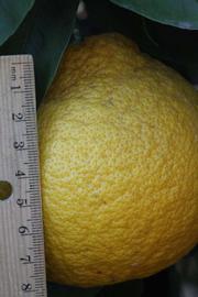              Fruit (Riverside, CA)       