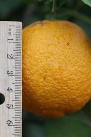            Fruit (Riverside, CA)   