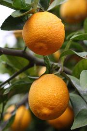            Fruit (Riverside, CA)   