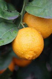            Fruit (Riverside, CA)   