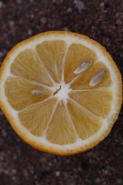            Fruit cross-section (Riverside, CA)   