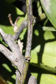              Second - third year twig (Riverside,   CA)       