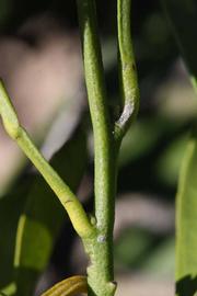              First year twig (Riverside, CA)       