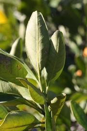              Sun leaves (Riverside, CA)       